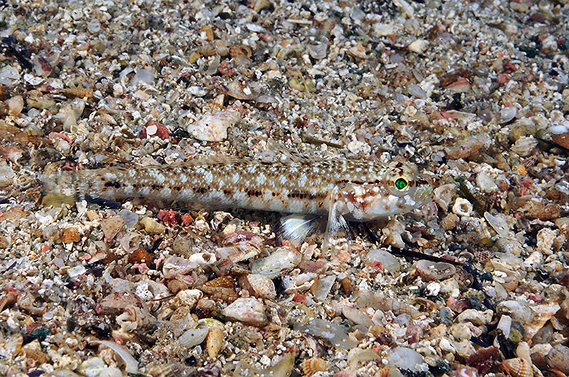 Gobidi di sabbia dell''Asinara